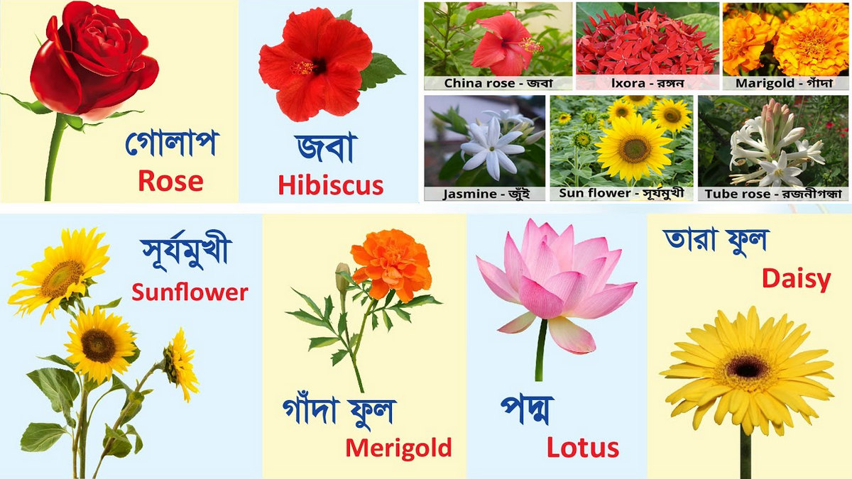 Flowers Name Bangla to English