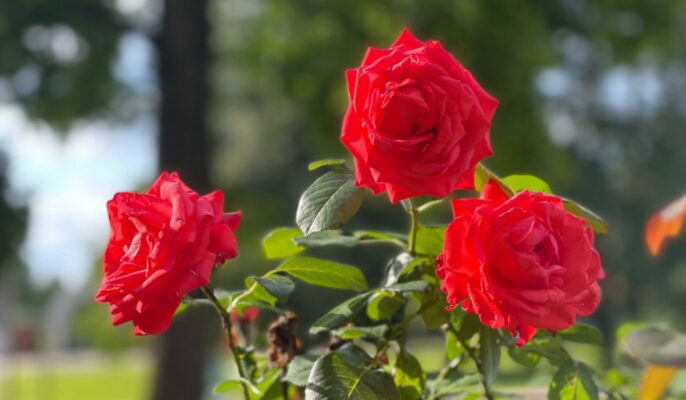 Red Rose, Flowers Name in Tamil (பூக்களின் பெயர் தமிழில்)