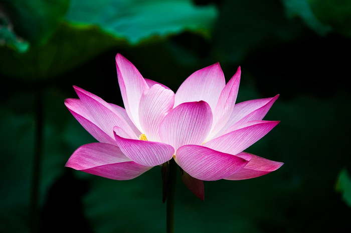 Flowers Name in Tamil (பூக்களின் பெயர் தமிழில்) lotus